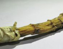 每天学一味中药，青竹标！