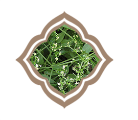 茜草