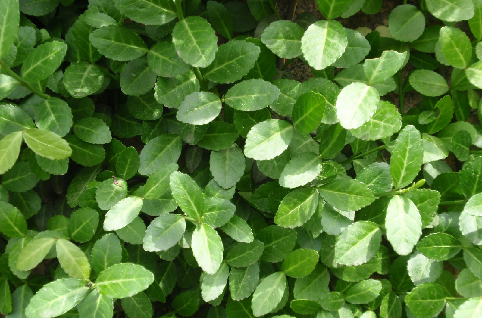 扁担藤——一种极具开发潜力的野生藤本植物----中国科学院