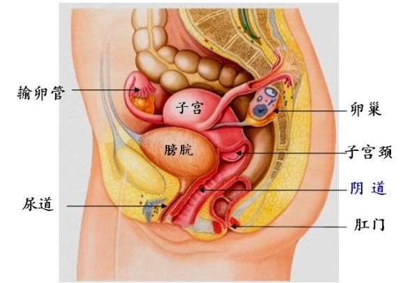 为何女性生殖系统问题多多